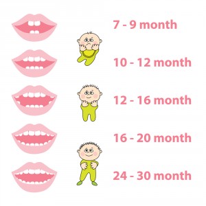 Tooth eruption chart Renton Kids Dentistry